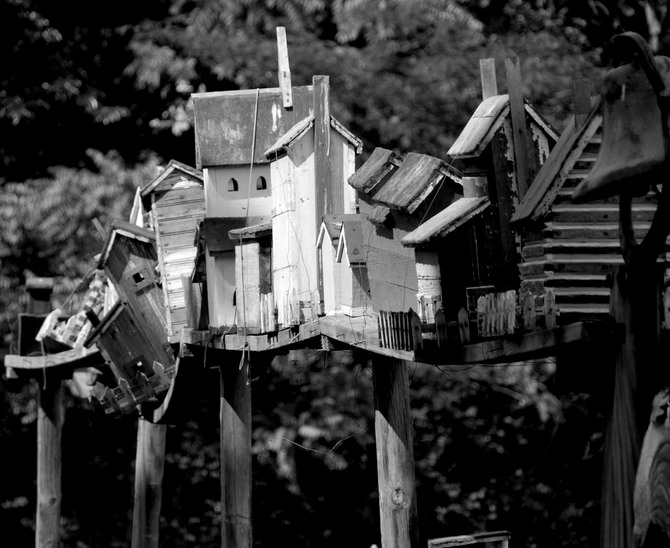 drooping birdhouses bw.jpg